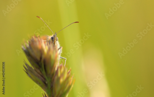Ein Schmetterling schaut hinter einer Gras Ähre hervor