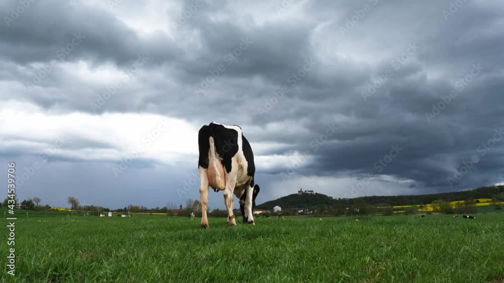 Friesian Holstein cow on a spring meadow in central Germany. Black and white dairy cow eating the fresh green grass on a cloudy afternoon. Beautiful farm landscape near the castle of Bad Colberg. 4k Friesian Holstein cow on a spring meadow in central Germany. Black and white dairy cow eating the fresh green grass on a cloudy afternoon. Beautiful farm landscape near the castle of Bad Colberg. 4k