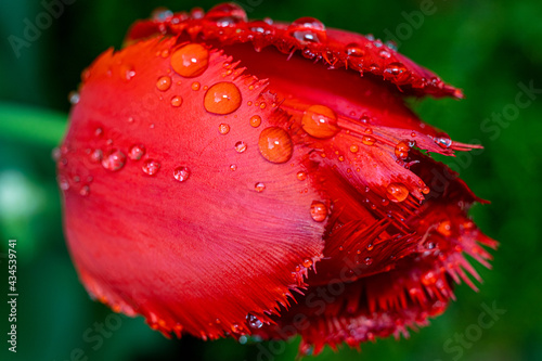 Raindrops on red tulip petals.