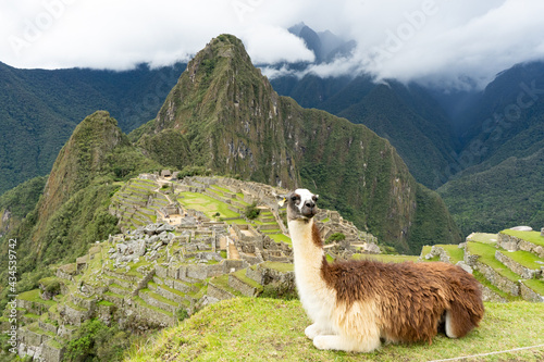 Happy Llama in front of the majestic ruins of Machu Picchu