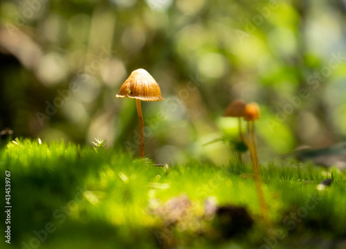Close up of tiny mushrooms in a lush forest in morning light