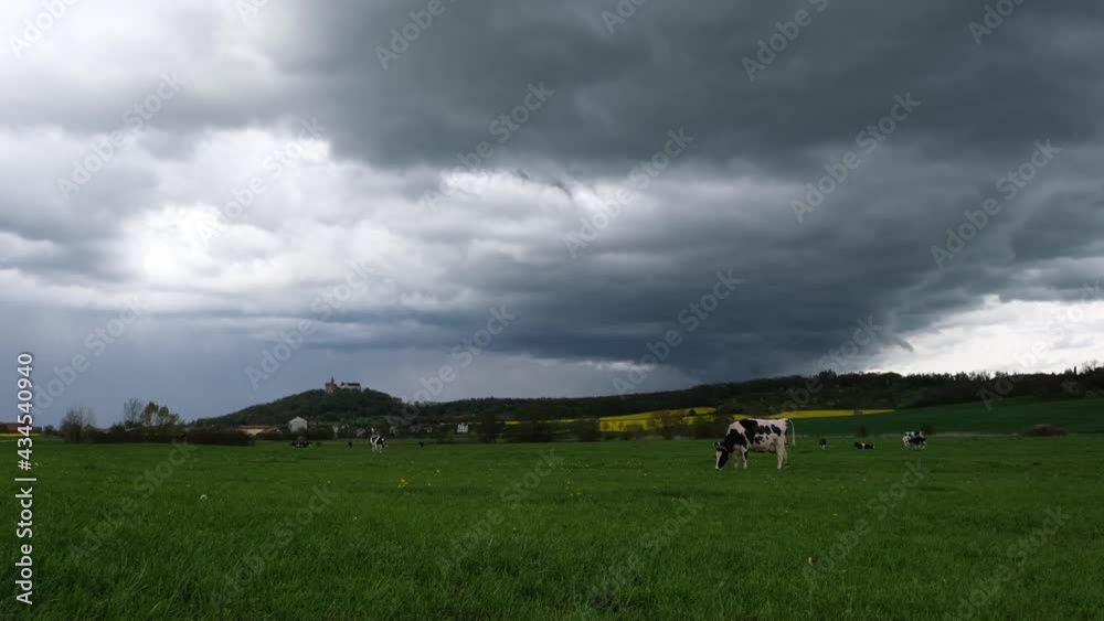 Friesian Holstein cow on a beautiful spring meadow in central Germany. Black and white dairy cow eating the fresh green grass on a cloudy afternoon. Mottled cow grazing, hilly farm landscape, 4k. Friesian Holstein cow on a beautiful spring meadow in central Germany. Black and white dairy cow eating the fresh green grass on a cloudy afternoon. Mottled cow grazing, hilly farm landscape, 4k.