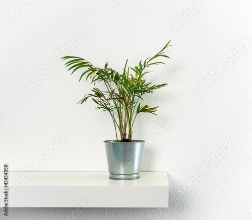 Home palm standing in a metal pot on a shelf, interior decoration, white background