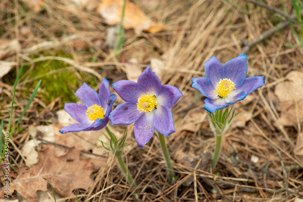 Three Anemone patens flowers in the pine forest. Faded flowers of Pulsatilla patens with some ants on them Three Anemone patens flowers in the pine forest. Faded flowers of Pulsatilla patens with some ants on them