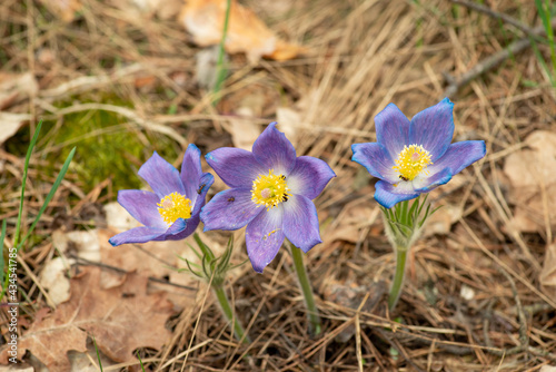 Three Anemone patens flowers in the pine forest. Faded flowers of Pulsatilla patens with some ants on them