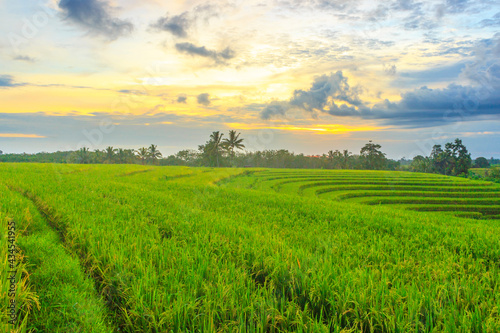views of rice fields in a small  beautiful village with yellow rice and sunset in indonesia