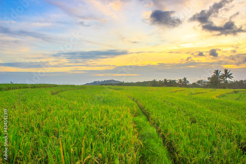 views of rice fields in a small  beautiful village with yellow rice and sunset in north bengkulu