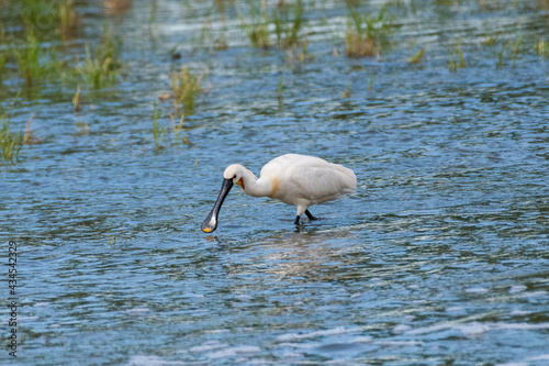 Platalea leucorodia - Lopatar - Eurasian spoonbill photo