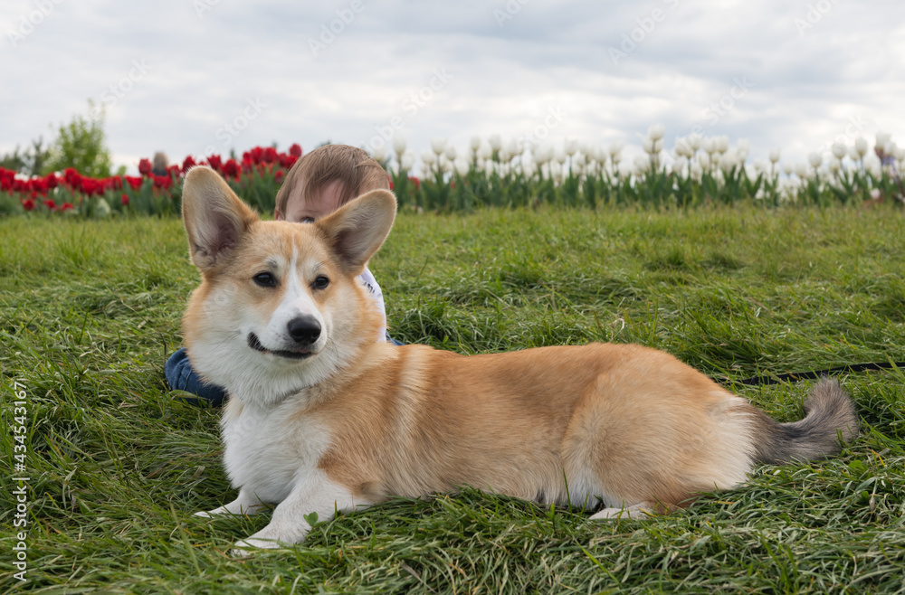 welsh corgi pembroke puppy for a walk welsh corgi pembroke puppy for a walk