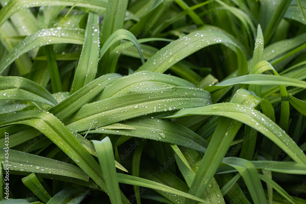 Fototapeta premium dew drops on leaves close up