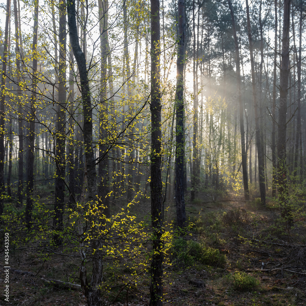 fresh leaves lit up in early morning sunshine between trunks of forest in spring fresh leaves lit up in early morning sunshine between trunks of forest in spring
