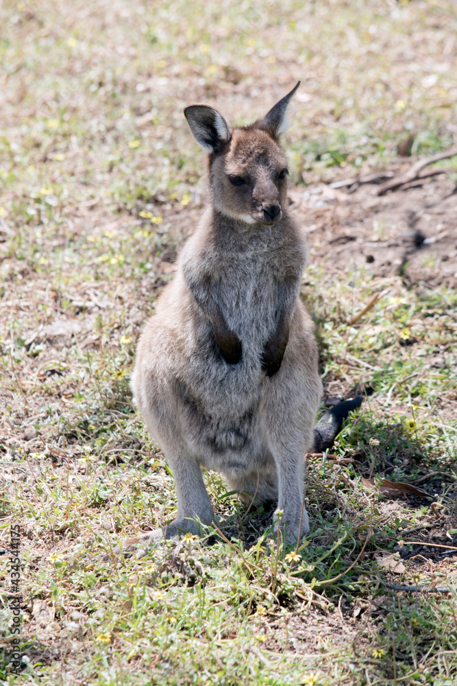 this is a male joey western grey kangaroo