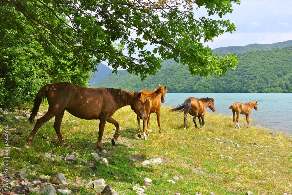 horses in the meadow running to water side horses in the meadow running to water side