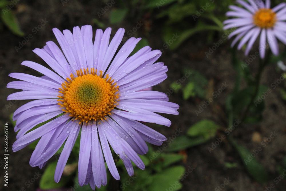 Obraz premium Symphyotrichum oblongifolium aromatic aster colored purple daisy with yellow middle on the background of grass green. Flowers. summer. flowering