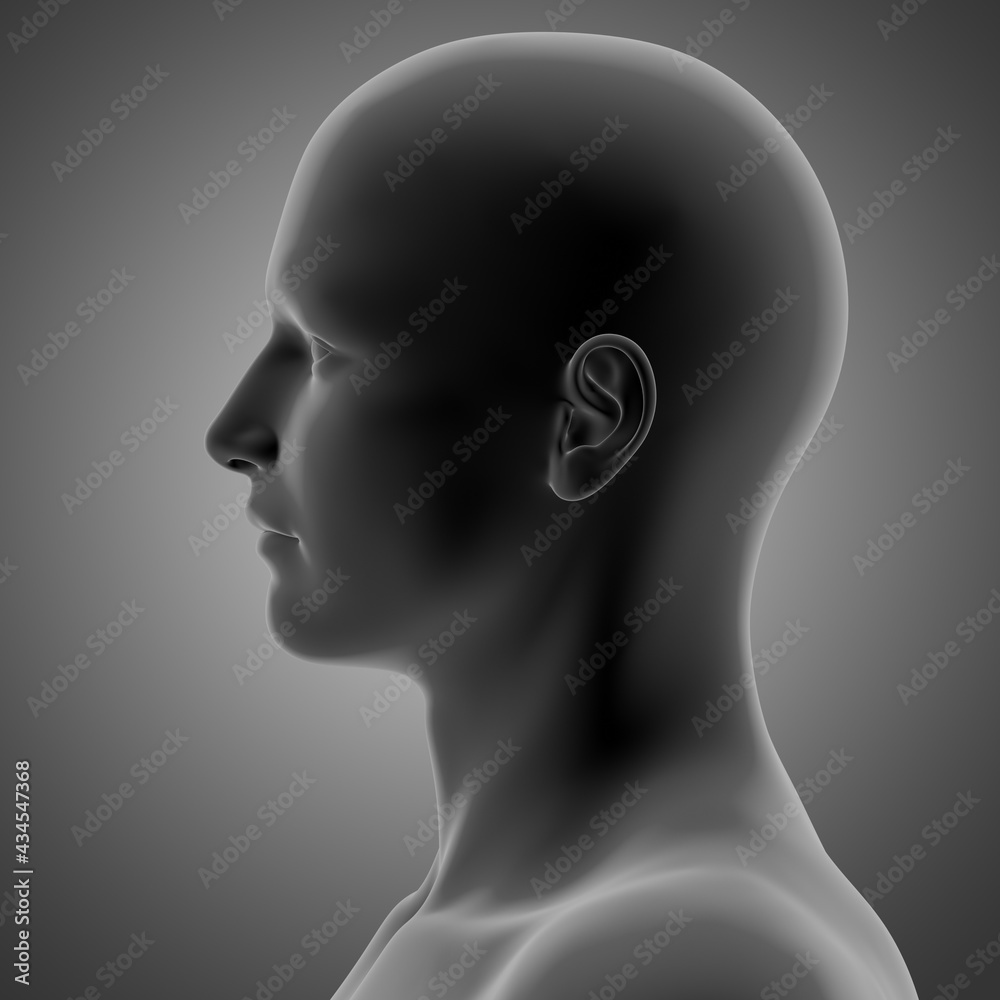 3d rendering of human face anatomy 3d rendering of human face anatomy