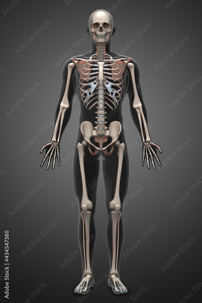 3d rendering illustration of skeletal anatomy 3d rendering illustration of skeletal anatomy
