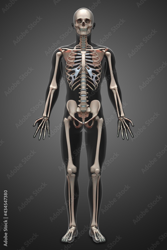 3d rendering illustration of skeletal anatomy