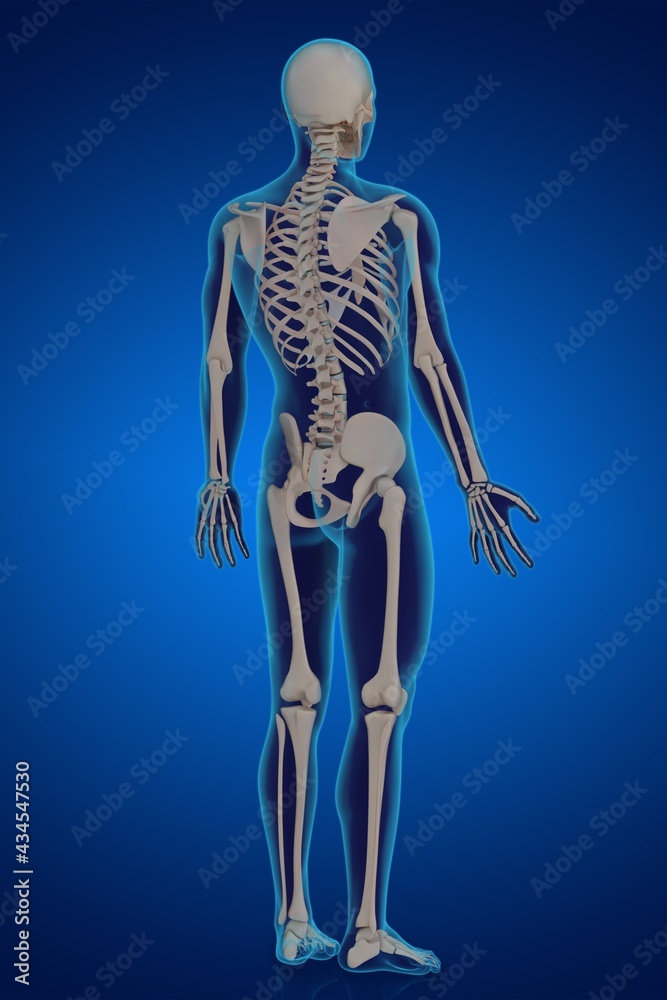 3d rendering illustration of skeletal anatomy 3d rendering illustration of skeletal anatomy