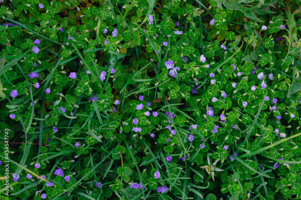 A lawn with small blue flowers and green grass on a summer day A lawn with small blue flowers and green grass on a summer day