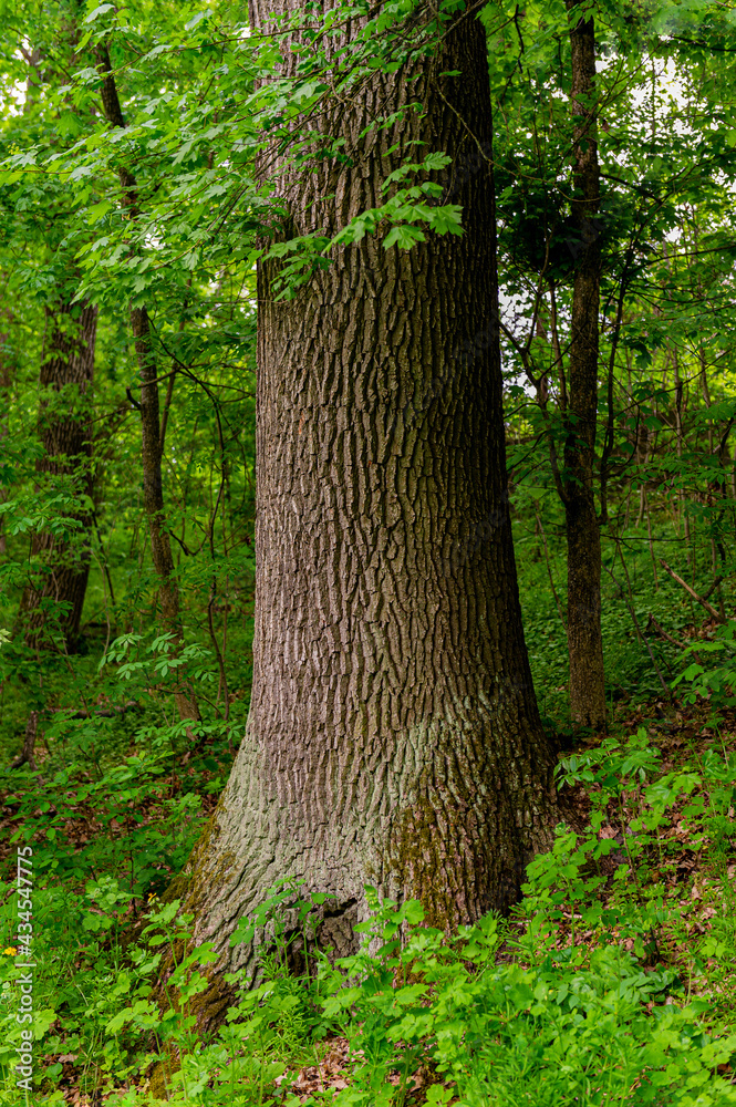 Oak tree trunk on a background of green bushes and plants in a