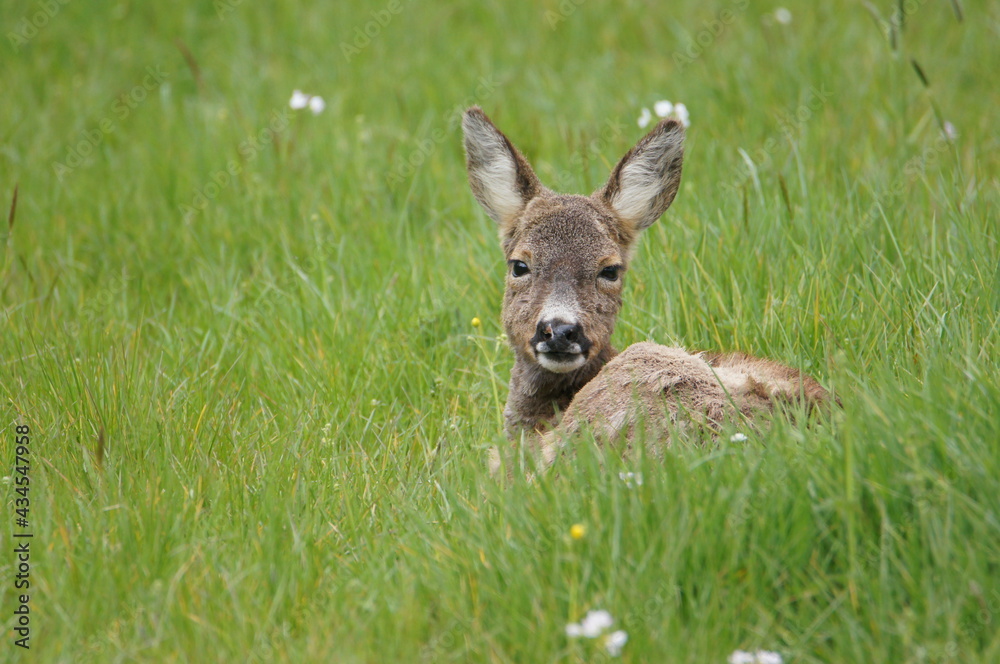 Fototapeta premium Roe Deer, Lothersdale, Craven District, North Yorkshire, England
