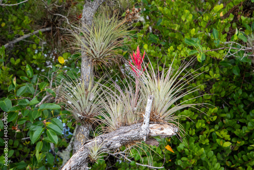 Slika na platnu Cardinal airplants growing in Everglades National Park.
