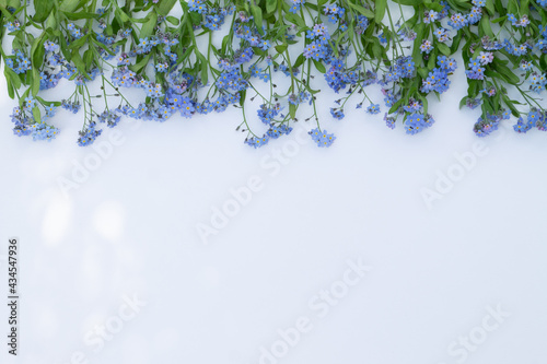 forget-me-nots spread out on top on a white background
