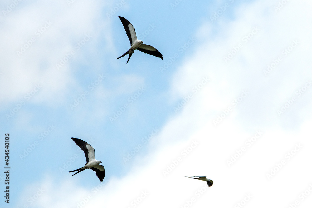 Swallow-tailed kites hunting over Everglades National Park.