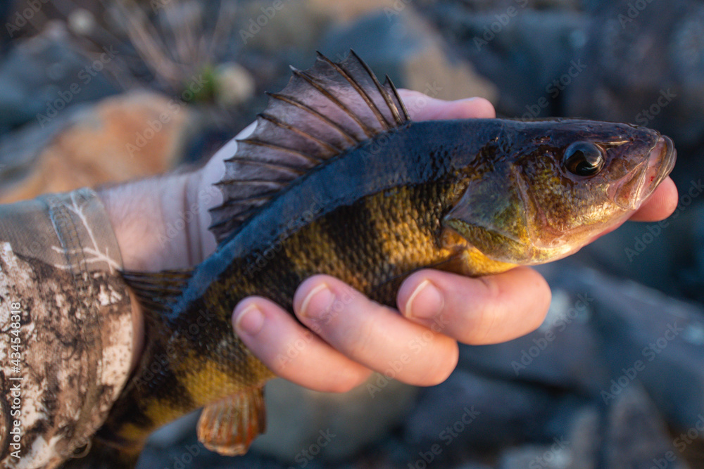 Fresh water fish caught while shore fishing Fresh water fish caught while shore fishing