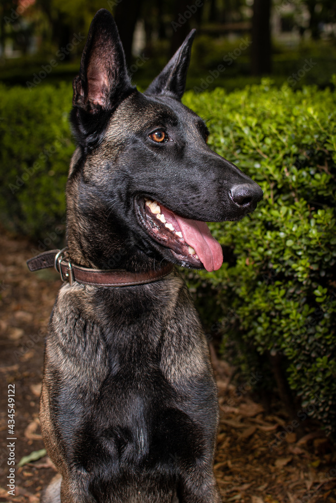 Belgian Shepherd do in a park
