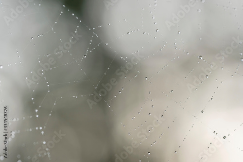 Spiderweb with raindrops in morning light