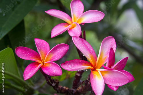 Tropical pink flower with raindrops
