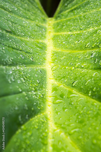 Tropical green leaf with raindrops