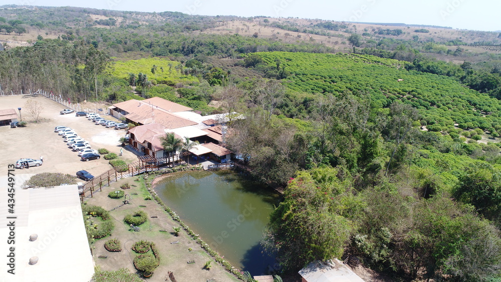 Naklejka premium Plantation of jabuticaba from the interior in Hidrolânai, interior of Goiás. Farm known as 10,000 feet, number of feet of jabuticaba that it owns in the area