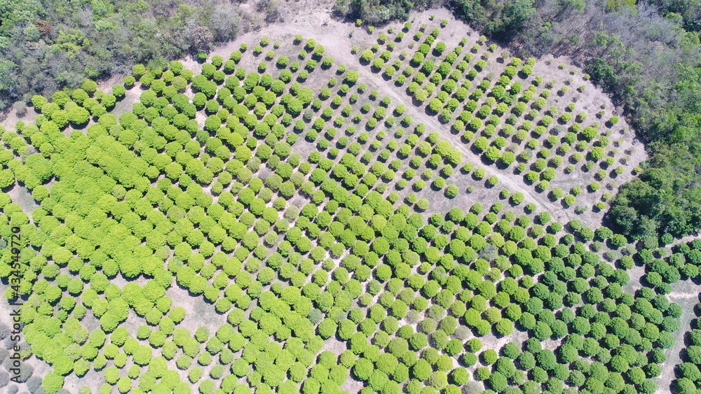 Plantation of jabuticaba from the interior in Hidrolânai, interior of Goiás. Farm known as 10,000 feet, number of feet of jabuticaba that it owns in the area Plantation of jabuticaba from the interior in Hidrolânai, interior of Goiás. Farm known as 10,000 feet, number of feet of jabuticaba that it owns in the area