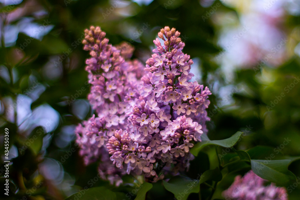lilac flowers in the garden