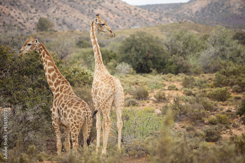 Photography Two Giraffes