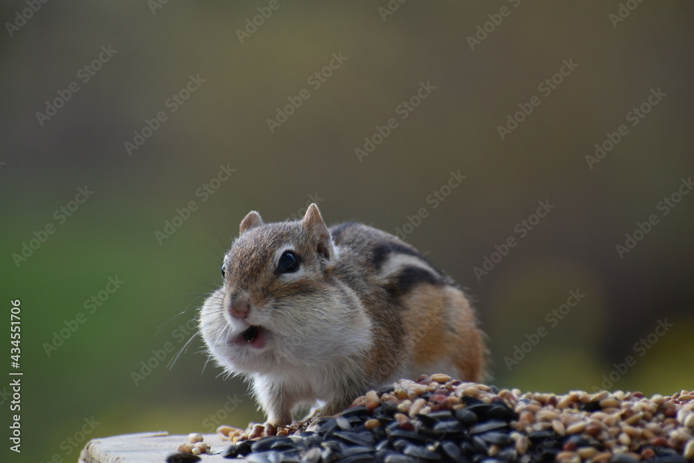 A squirrel at the feeder A squirrel at the feeder