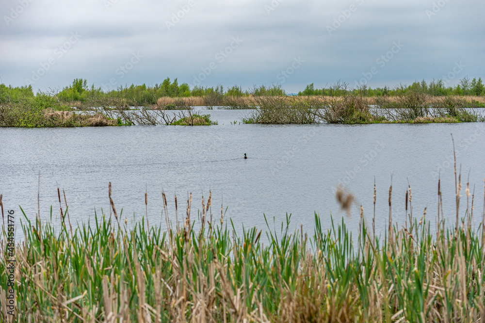 a duck swims in the lake in between the reeds a duck swims in the lake in between the reeds
