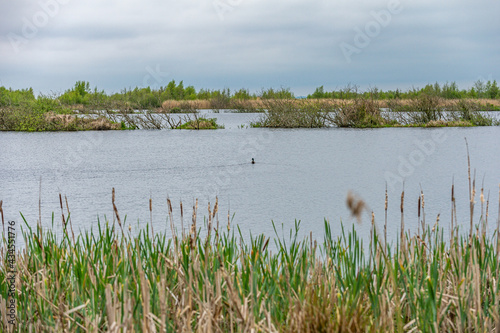 a duck swims in the lake in between the reeds