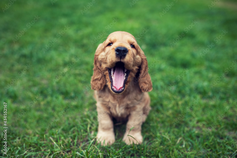 Little cute english cocker spaniel puppy sitting in the garden and yawning