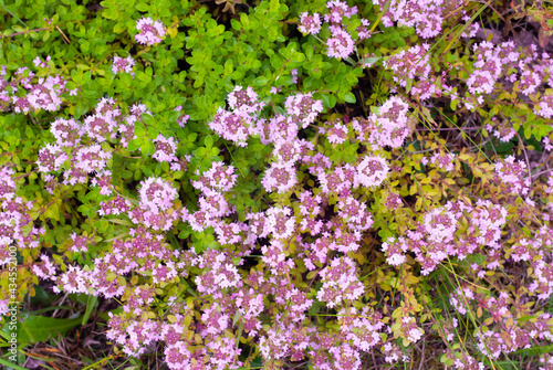 Wild thyme herb in bloom, Thymus serpyllum