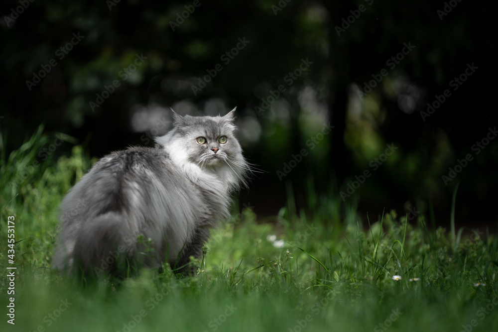 gray silver tabby british longhair cat standing on green meadow outdoors in nature looking back