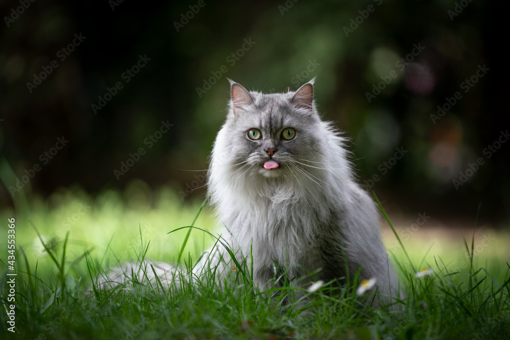 gray silver tabby british longhair cat sitting on green meadow outdoors in nature looking at camera sticking out tongue