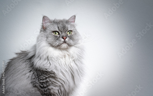 Foto beautiful gray silver tabby british longhair cat portrait on light gray backgrou