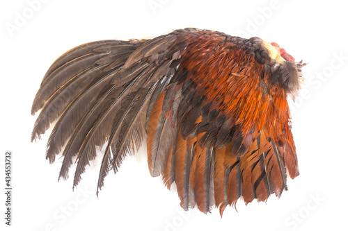 Bright brown feather group of some bird on white background.