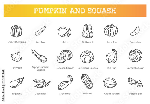 Vector collection squash varieties and pumpkin