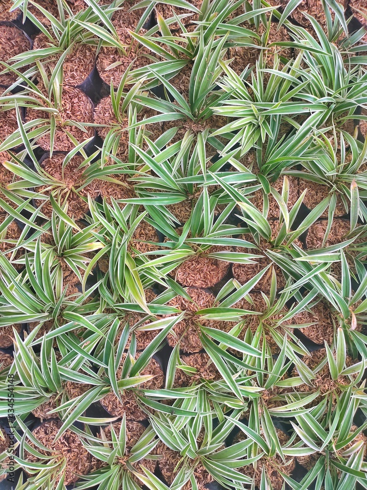 Obraz premium selectively focus on chive grass (Ophiopogon japonicus) in potting soil