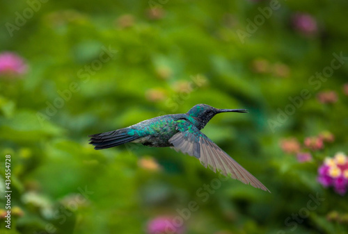 Hummingbird hovering over perfectly horizontal isolated on defocused flowering garden background. Selective focus and blurred background. Spring landscape. Sense of Balance concept.