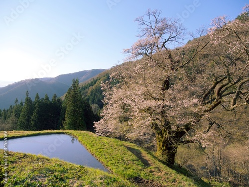 駒つなぎの桜　長野県阿智村園原 photo